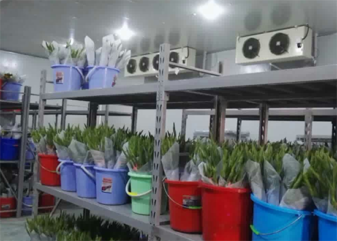 鲜花保鲜泡芙APP短视频建造