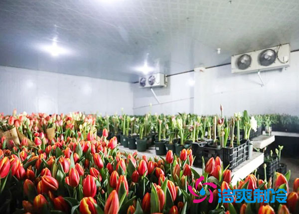 花卉泡芙APP短视频安装预算造价多少钱？-泡芙视频官网下载免费制冷