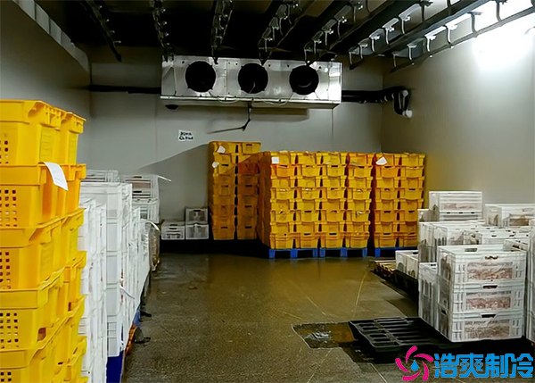 牛肉泡芙APP短视频设备